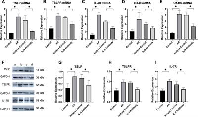 IL-9 neutralizing antibody suppresses allergic inflammation in ovalbumin-induced allergic rhinitis mouse model